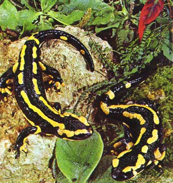 SALAMANDRAS